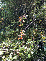Rubus australis