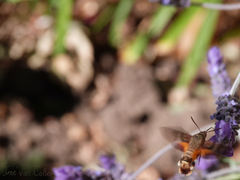 Macroglossum trochilus
