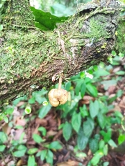 Cynometra cauliflora