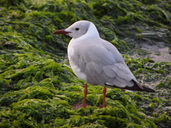 Chroicocephalus cirrocephalus