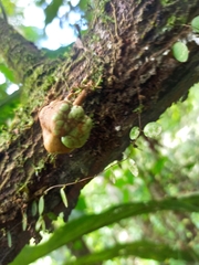 Cynometra cauliflora