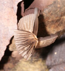 Coprinellus impatiens