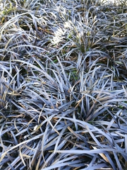 Ophiopogon planiscapus