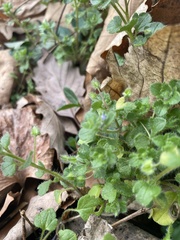 Veronica hederifolia-sublobata-triloba