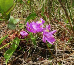Calopogon tuberosus