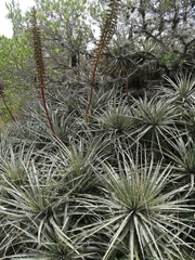 Puya aequatorialis