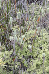 Gleichenia polypodioides