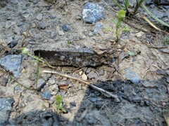 Trimerotropis verruculata