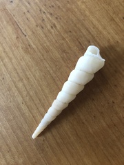 Turritella