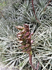 Puya aequatorialis