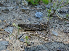 Trimerotropis verruculata