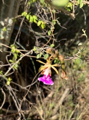 Psychilis macconnelliae