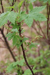 Ribes bracteosum