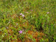 Calopogon tuberosus