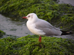 Chroicocephalus cirrocephalus