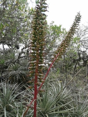 Puya aequatorialis