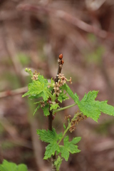 Ribes bracteosum
