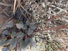 Eriogonum inflatum