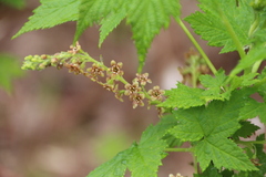 Ribes bracteosum