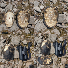 Melanochelys trijuga