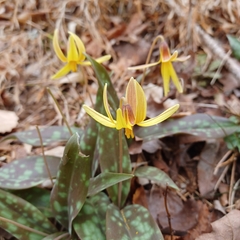 Erythronium umbilicatum