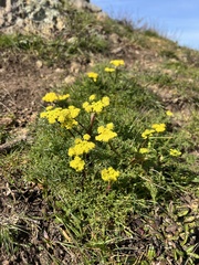 Lomatium utriculatum