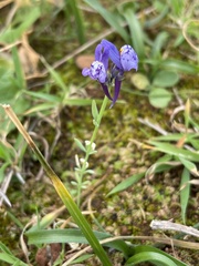Linaria amethystea