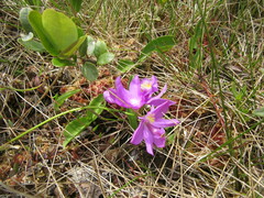 Calopogon tuberosus