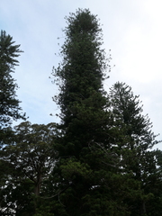 Araucaria