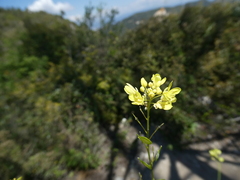 Biscutella mediterranea