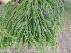 Araucaria