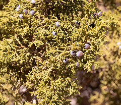 Juniperus osteosperma