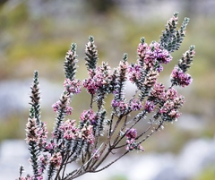 Amphithalea imbricata