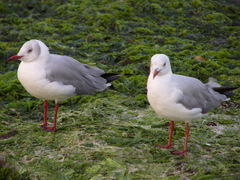 Chroicocephalus cirrocephalus