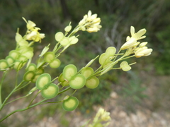 Biscutella mediterranea