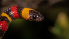 Lampropeltis annulata