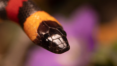 Lampropeltis annulata