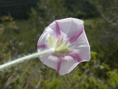 Convolvulus lanuginosus