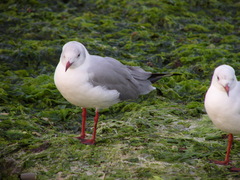 Chroicocephalus cirrocephalus