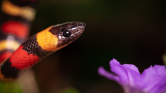 Lampropeltis annulata