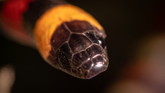 Lampropeltis annulata