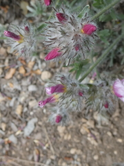 Convolvulus lanuginosus