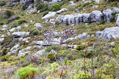 Amphithalea imbricata