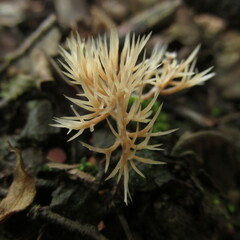 Pterula subulata