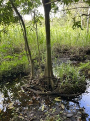 Pterocarpus officinalis