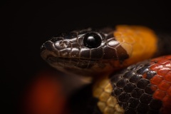 Lampropeltis annulata