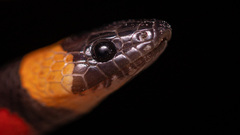 Lampropeltis annulata