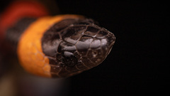 Lampropeltis annulata