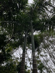 Roystonea borinquena