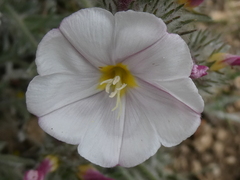 Convolvulus lanuginosus